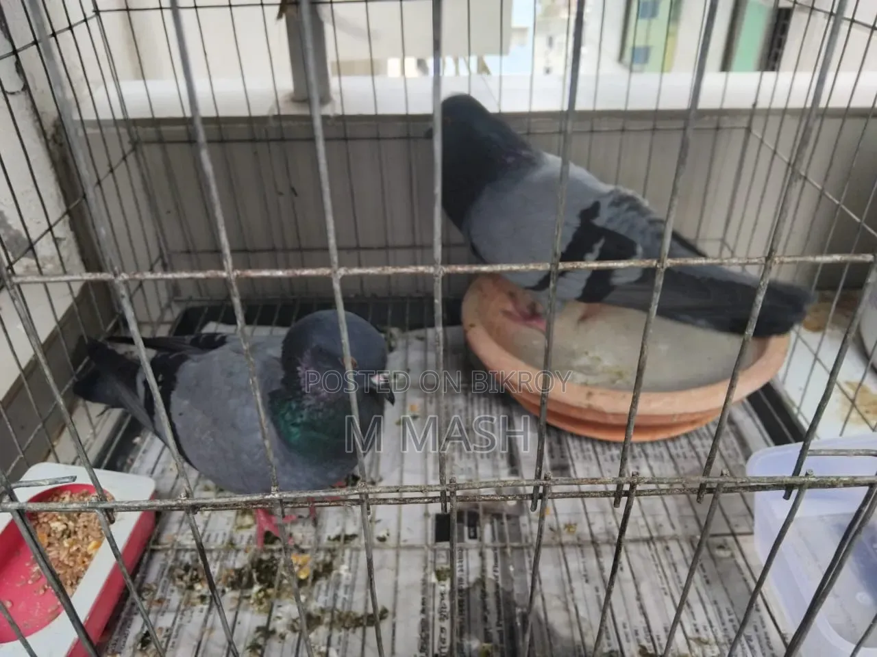 Pair of pigeons for sale