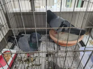 Pair of pigeons for sale