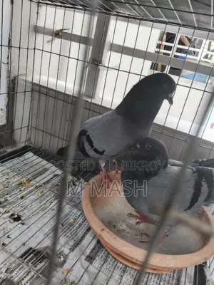 Pair of pigeons for sale