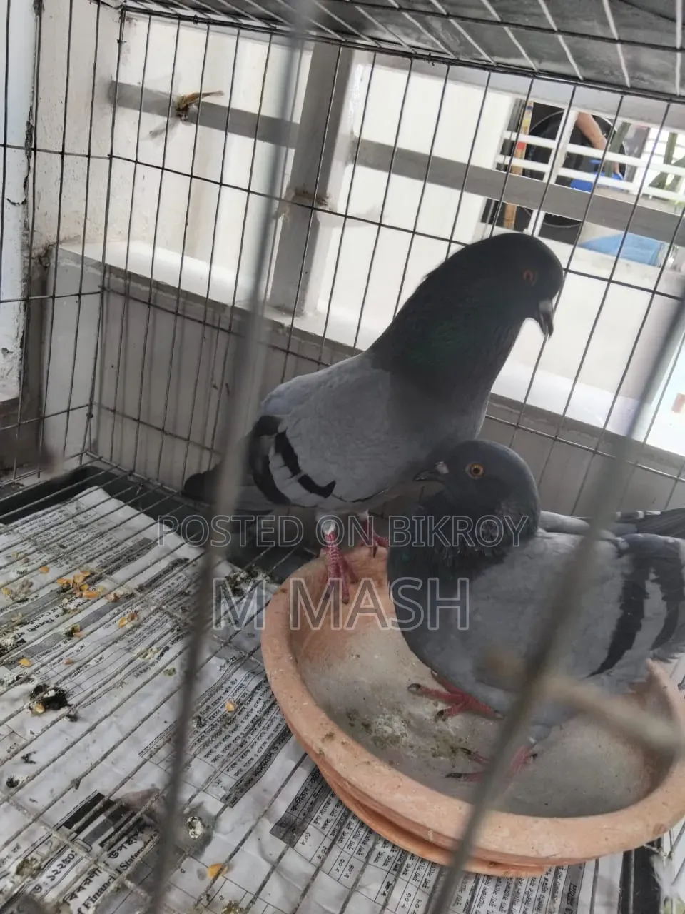 Pair of pigeons for sale