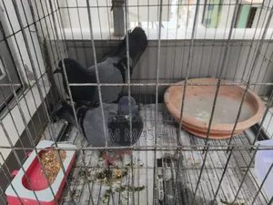 Pair of pigeons for sale