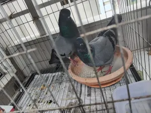 Pair of pigeons for sale