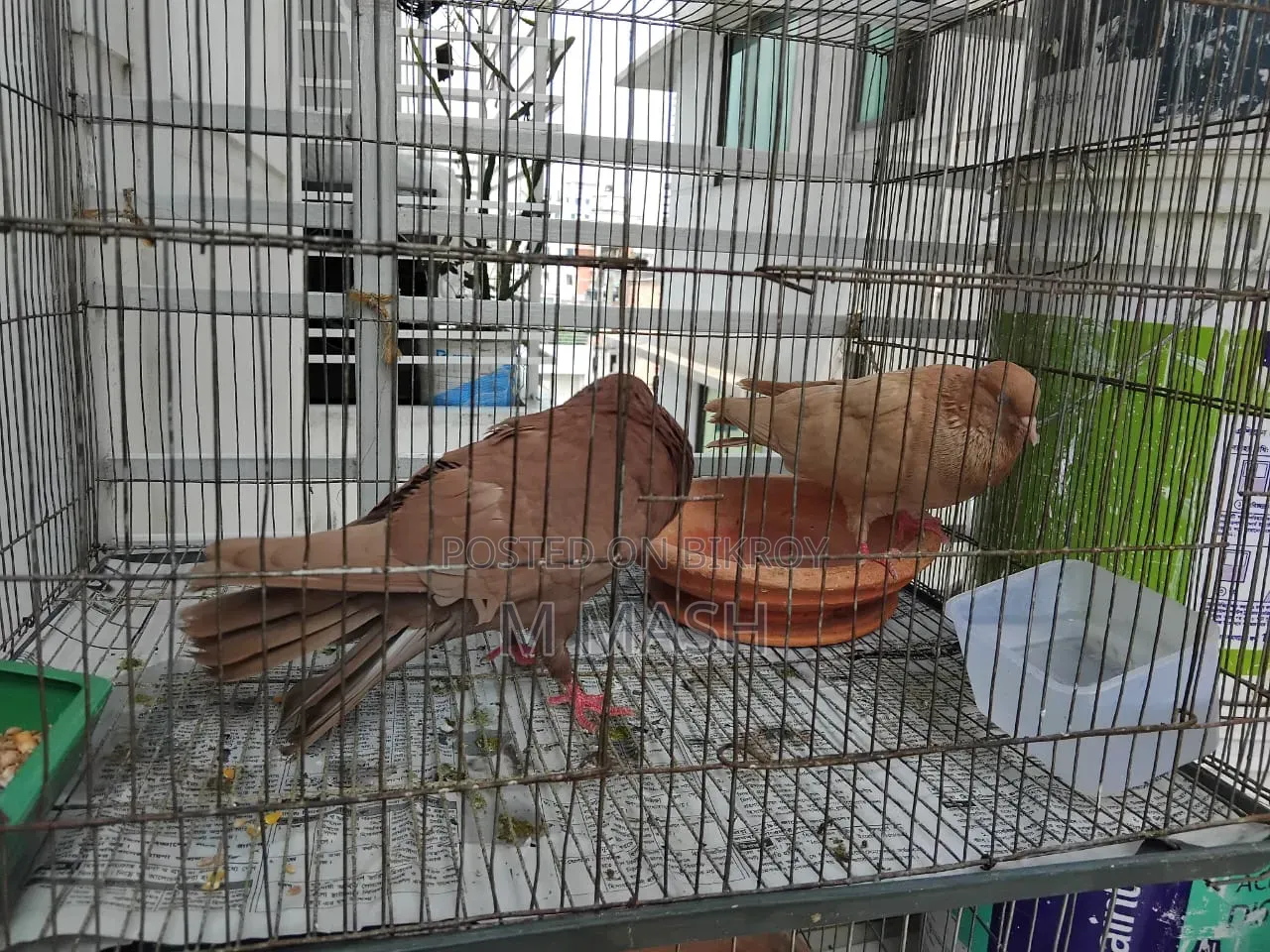 Pair of pigeons for sale
