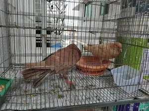 Pair of pigeons for sale