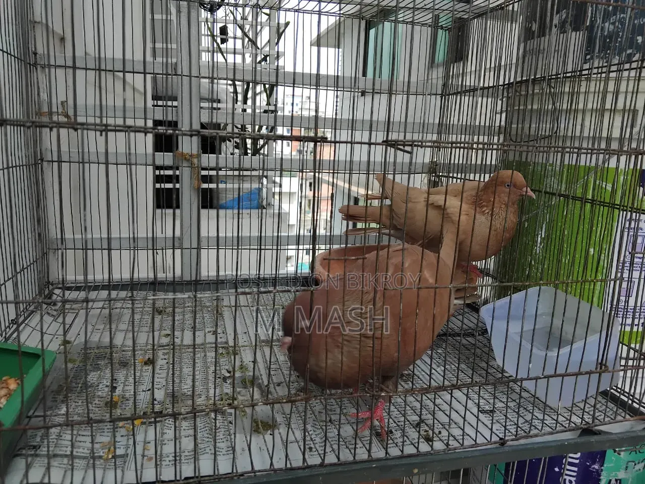 Pair of pigeons for sale