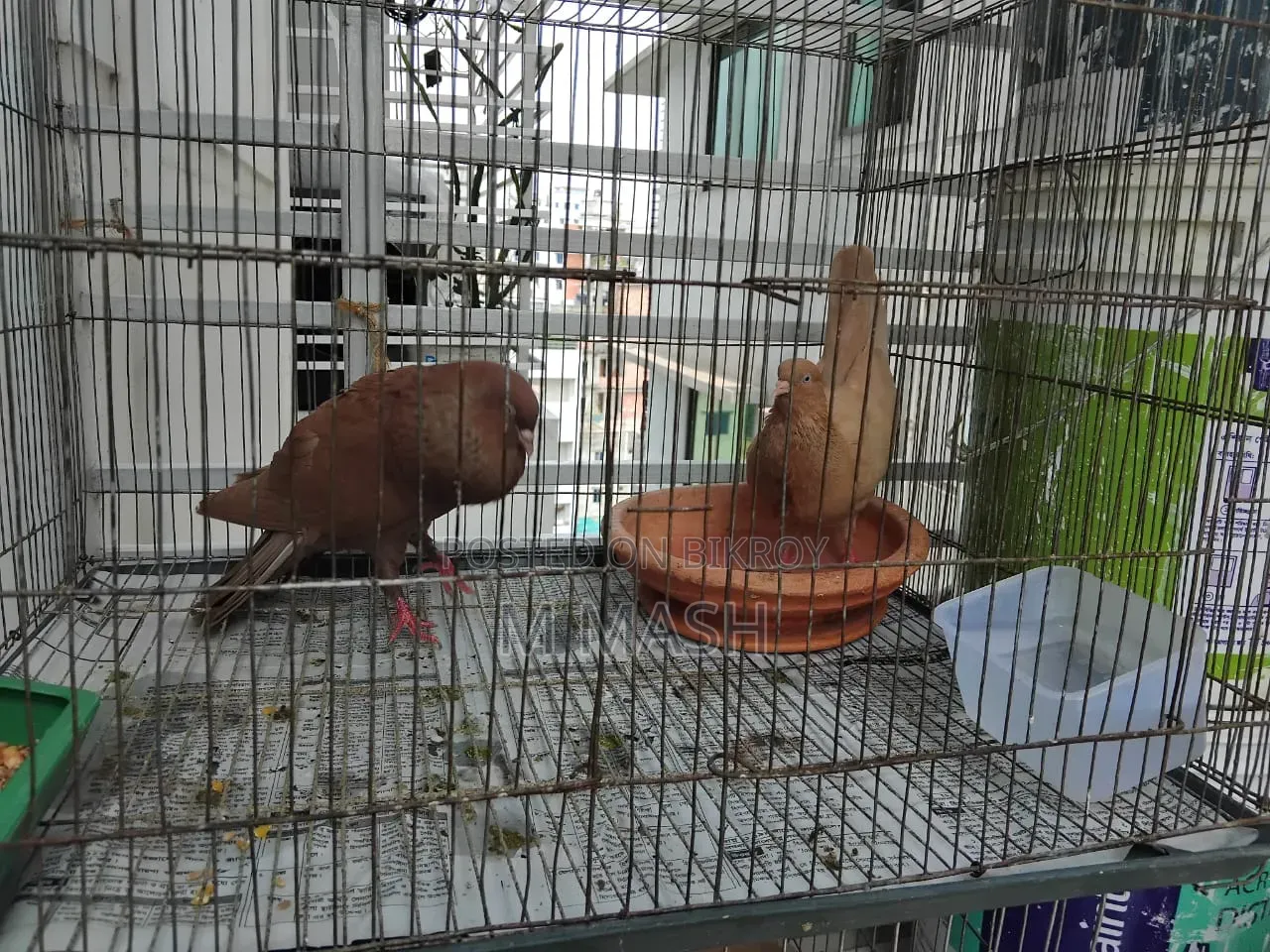 Pair of pigeons for sale
