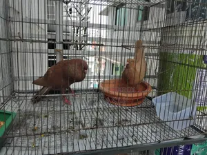 Pair of pigeons for sale