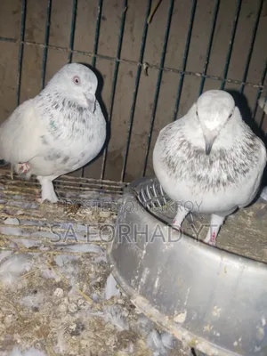 Selling some high-quality pigeons, message me if interested
