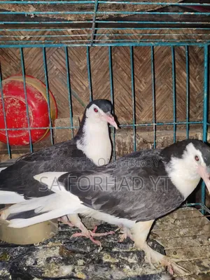 Selling some high-quality pigeons, message me if interested