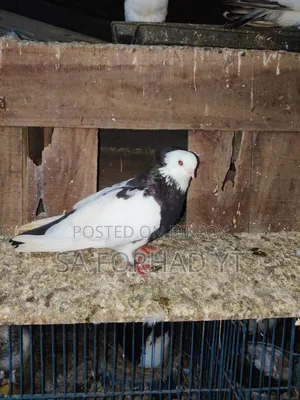 Selling some high-quality pigeons, message me if interested