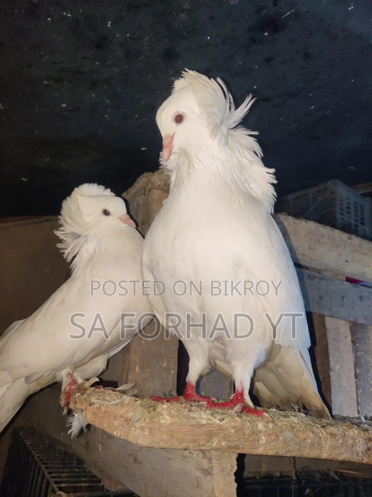 Selling some high-quality pigeons, message me if interested