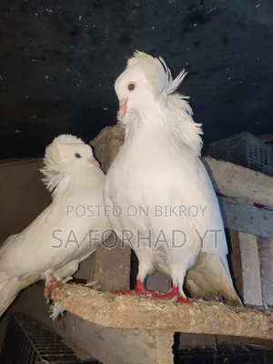 Selling some high-quality pigeons, message me if interested