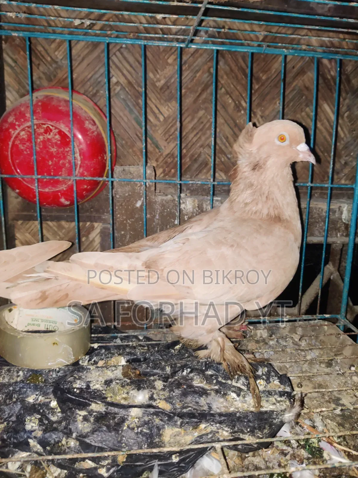 Selling some high-quality pigeons, message me if interested
