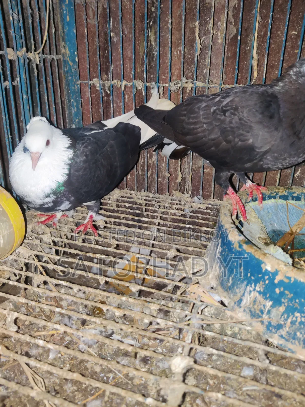 Selling some high-quality pigeons, message me if interested