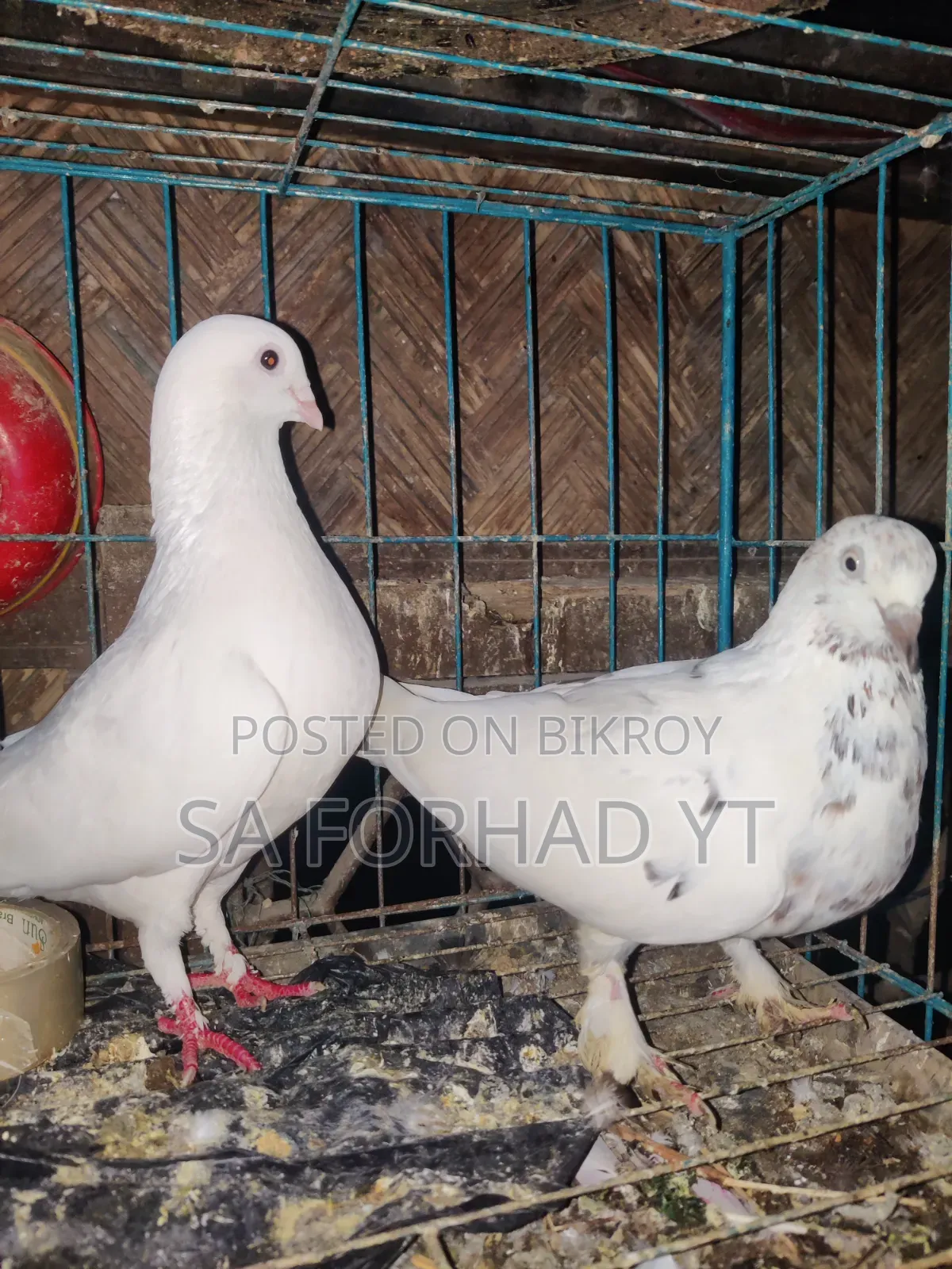 Selling some high-quality pigeons, message me if interested