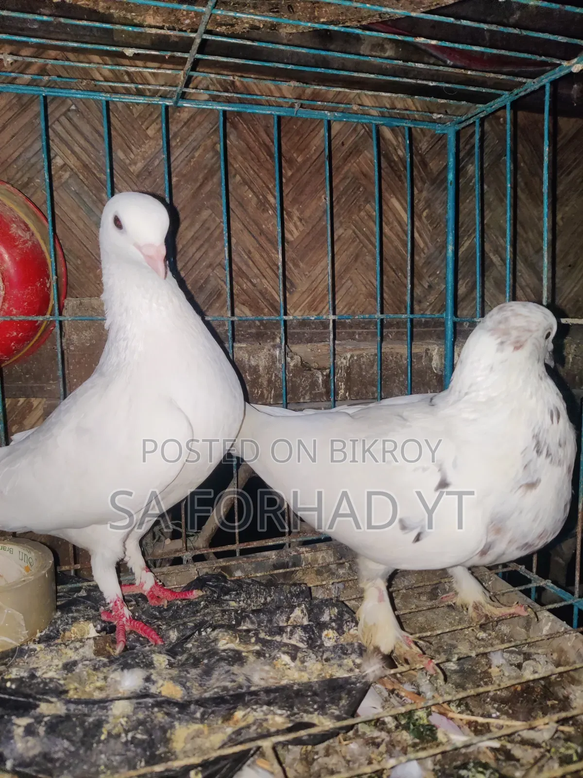 Selling some high-quality pigeons, message me if interested
