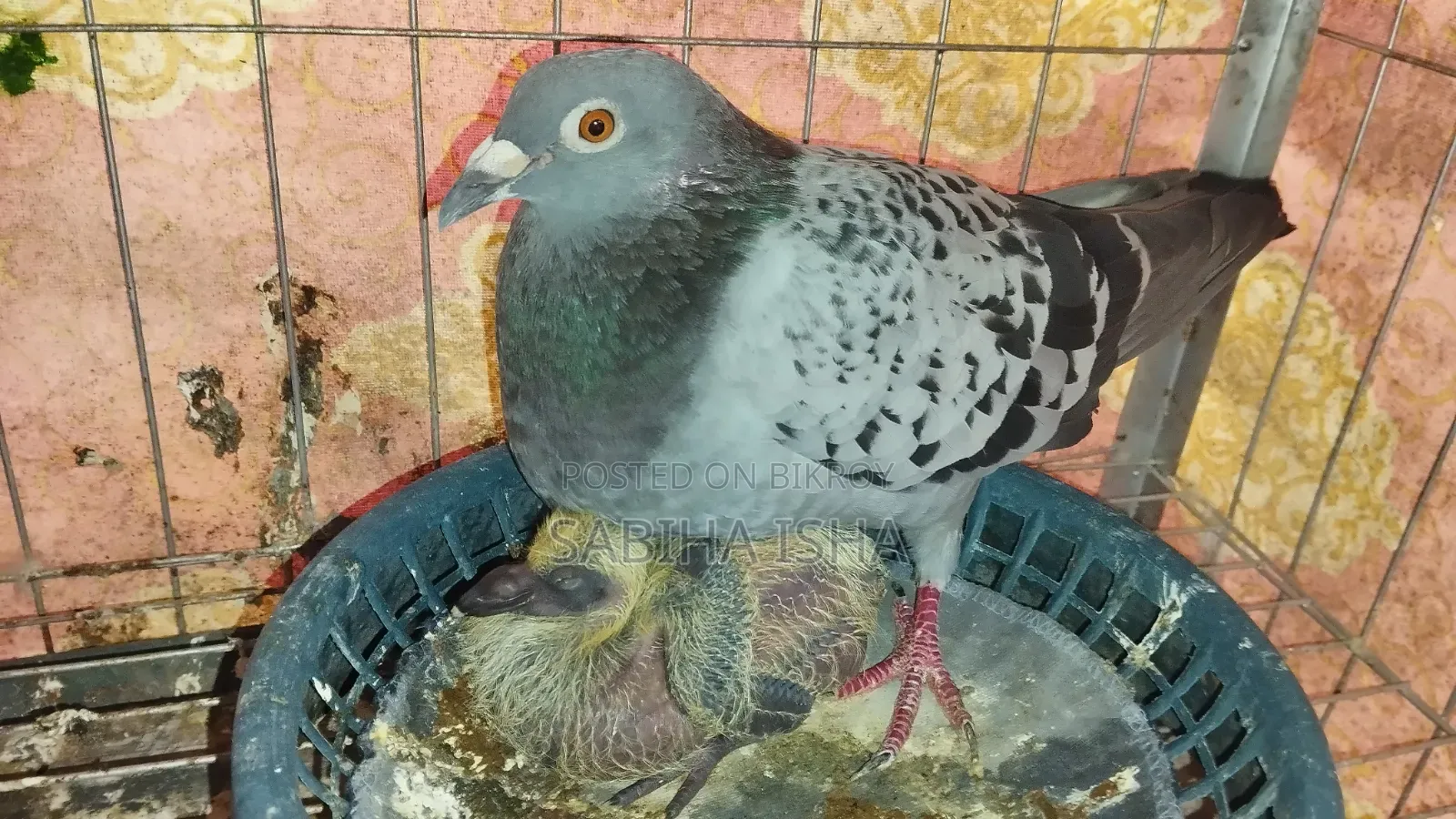 Racer Pigeon