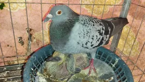 Racer Pigeon