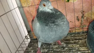Racer Pigeon