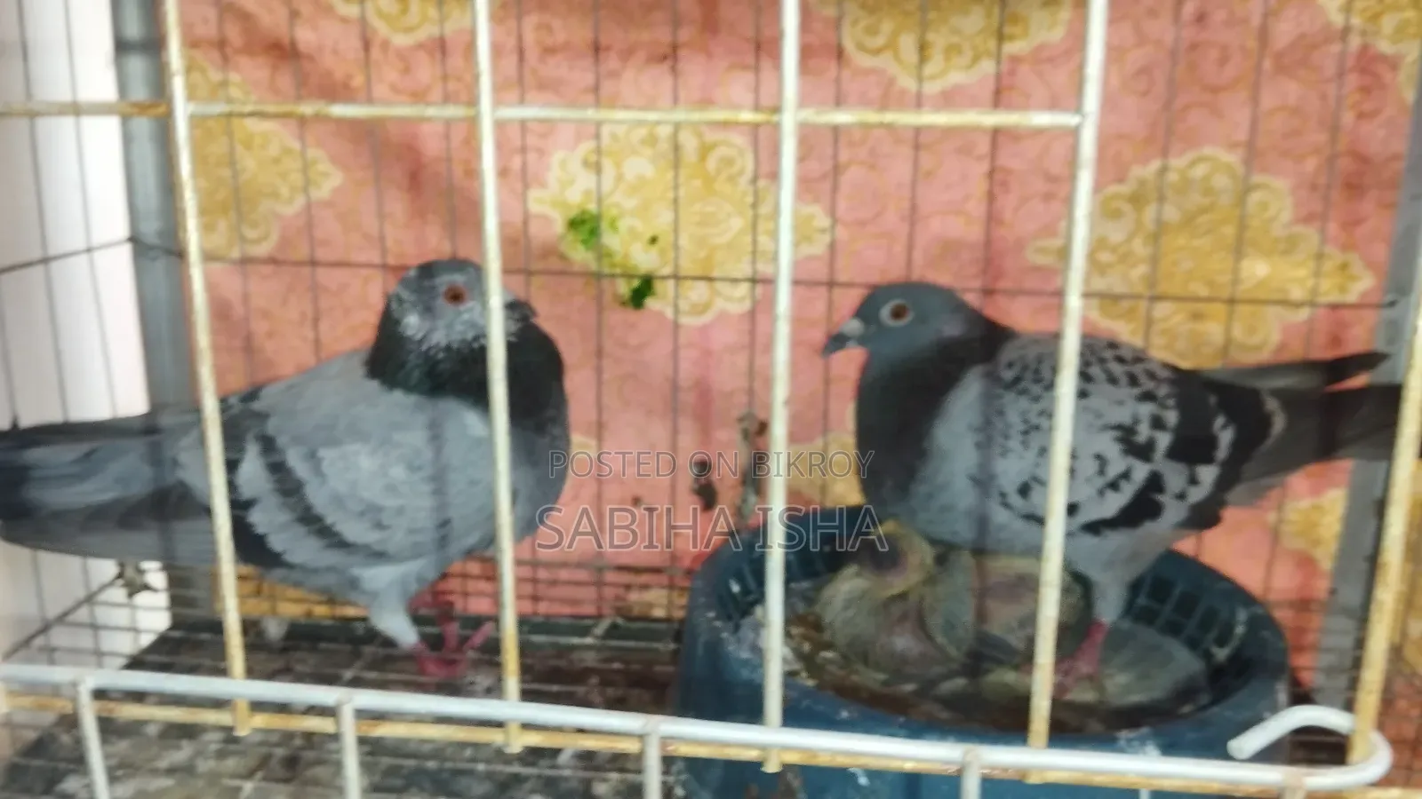 Racer Pigeon