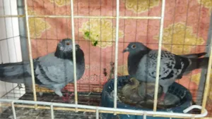 Racer Pigeon