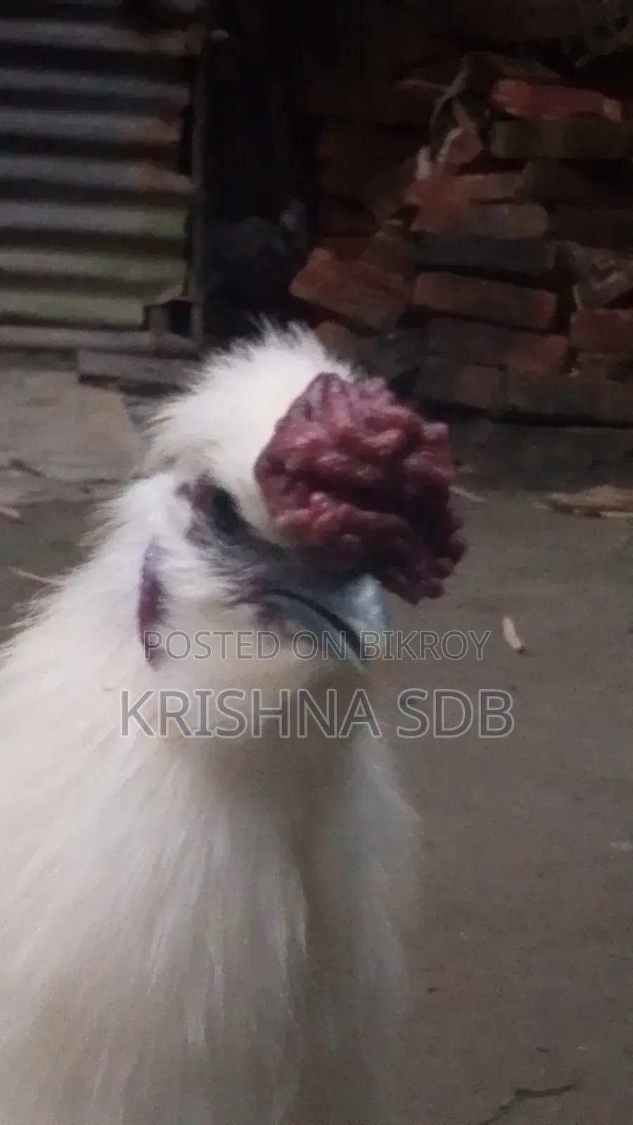 Silkie chicken hatching eggs for sale