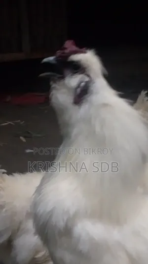 Silkie chicken hatching eggs for sale