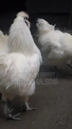 Silkie chicken hatching eggs for sale