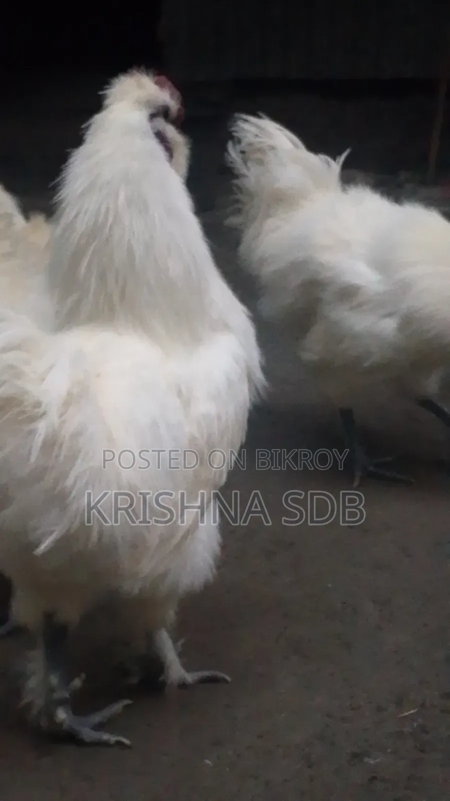Silkie chicken hatching eggs for sale