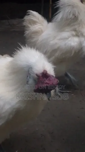Silkie chicken hatching eggs for sale