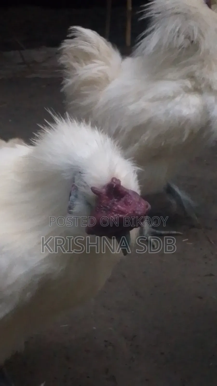 Silkie chicken hatching eggs for sale