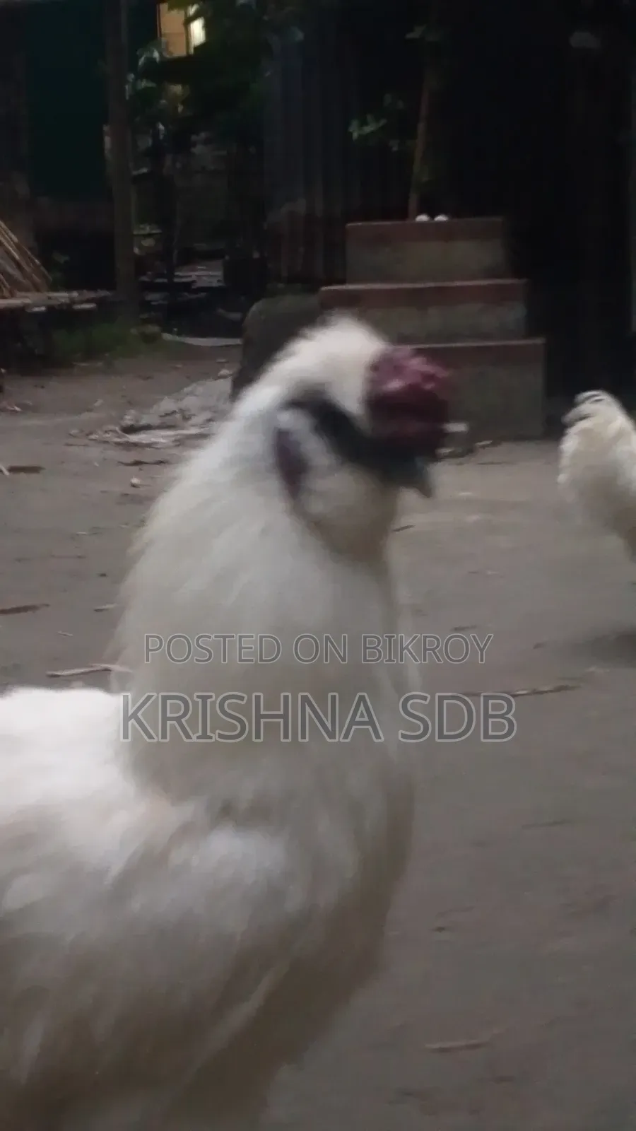 Silkie chicken hatching eggs for sale