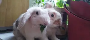 Rabbit Pair