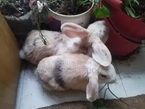 Rabbit Pair