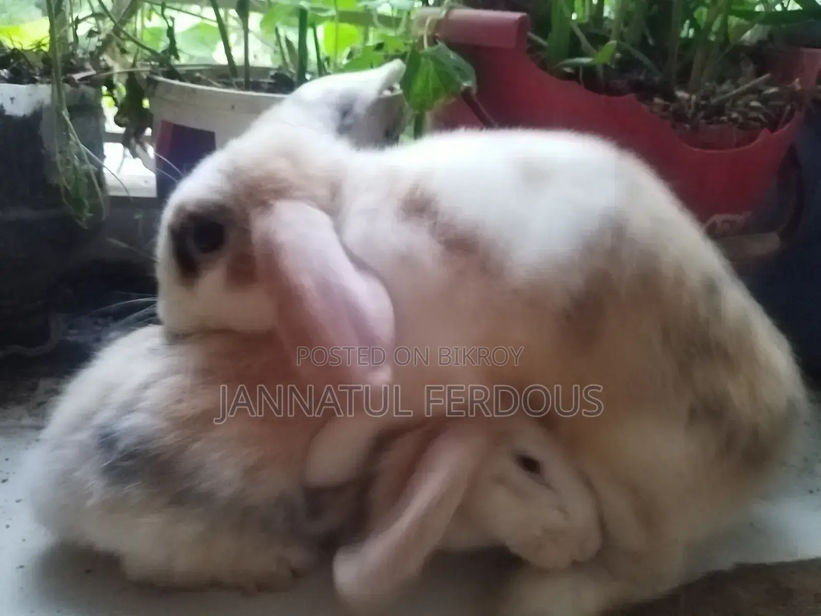 Rabbit Pair
