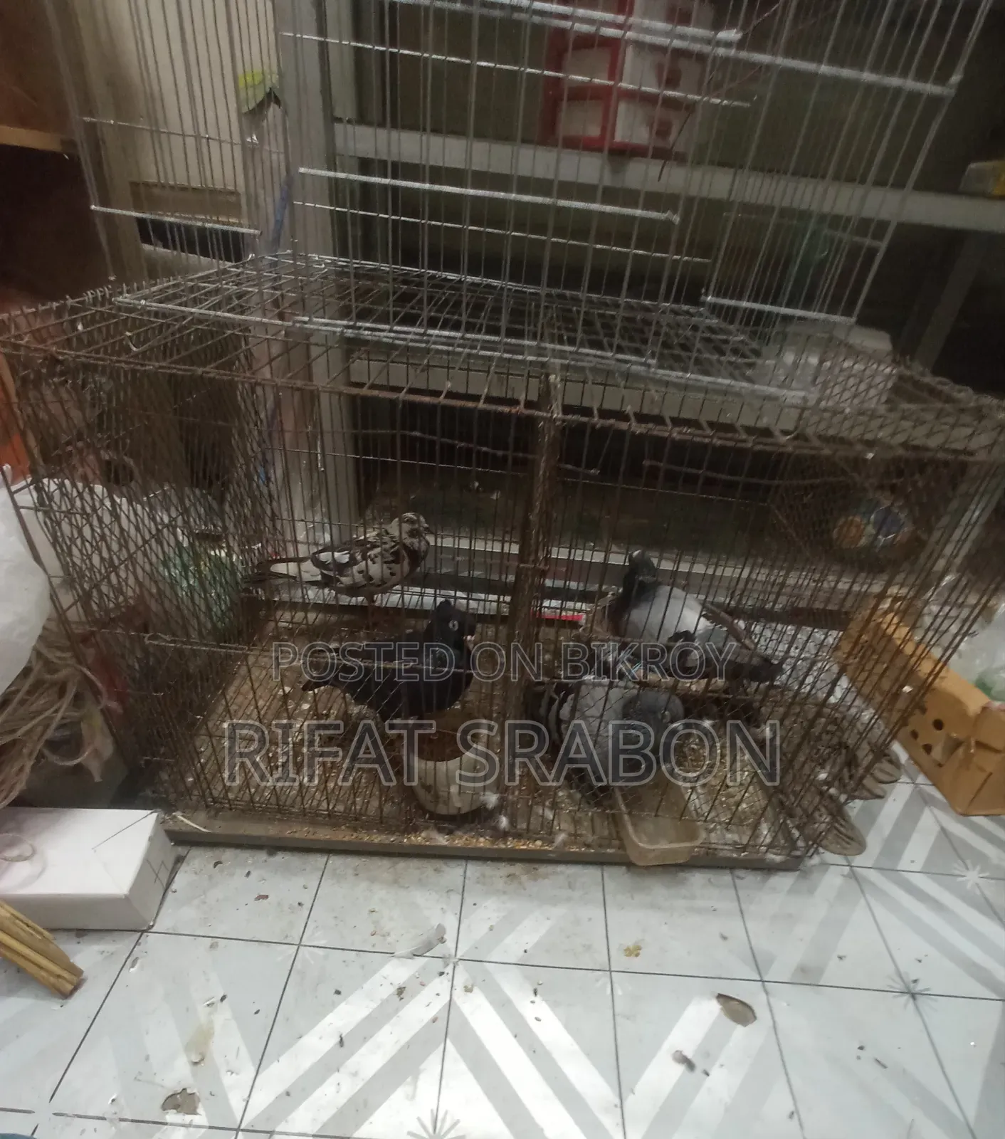 Cage for Raising Chickens or Pigeons