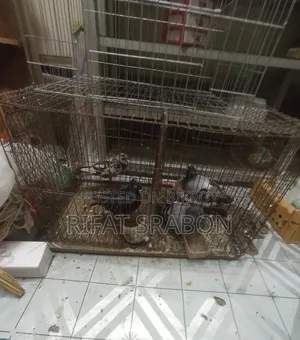 Cage for Raising Chickens or Pigeons