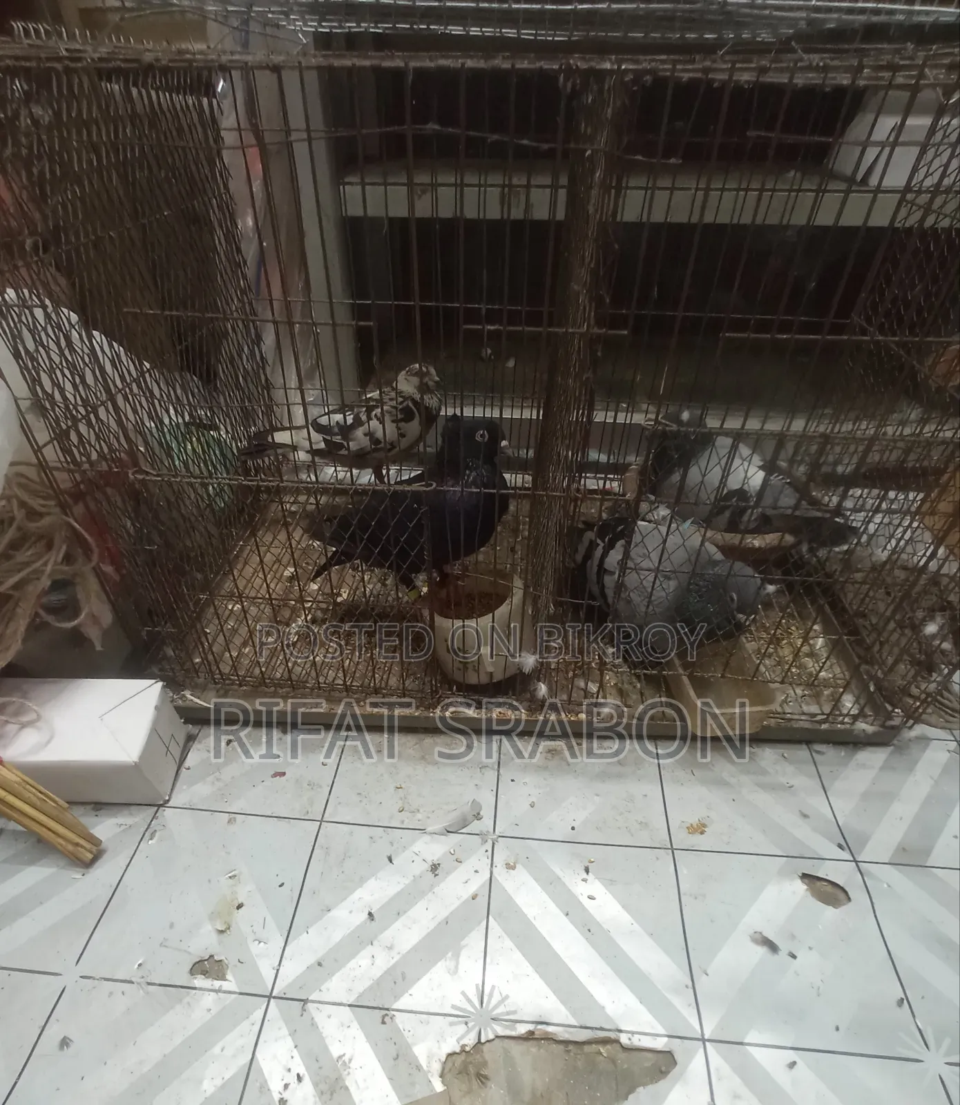 Cage for Raising Chickens or Pigeons
