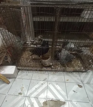 Cage for Raising Chickens or Pigeons