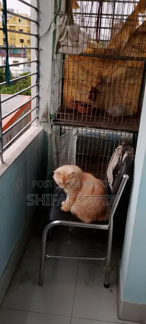 4-Compartment Cage