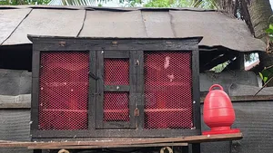 Pigeons with Coop