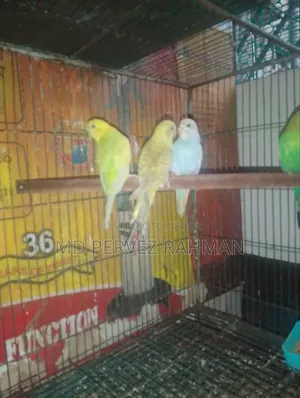 Budgie Pair