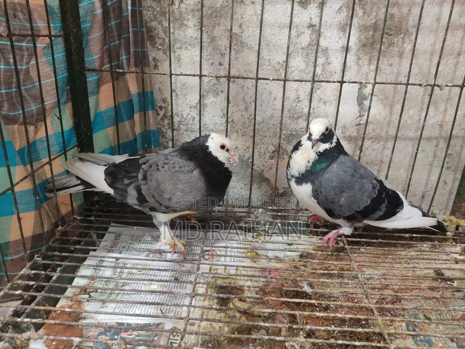 Deshi Golla Pigeon Running Pair