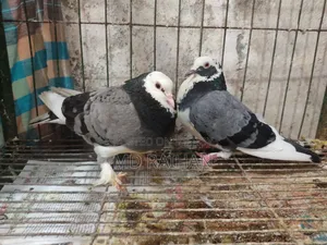 Deshi Golla Pigeon Running Pair
