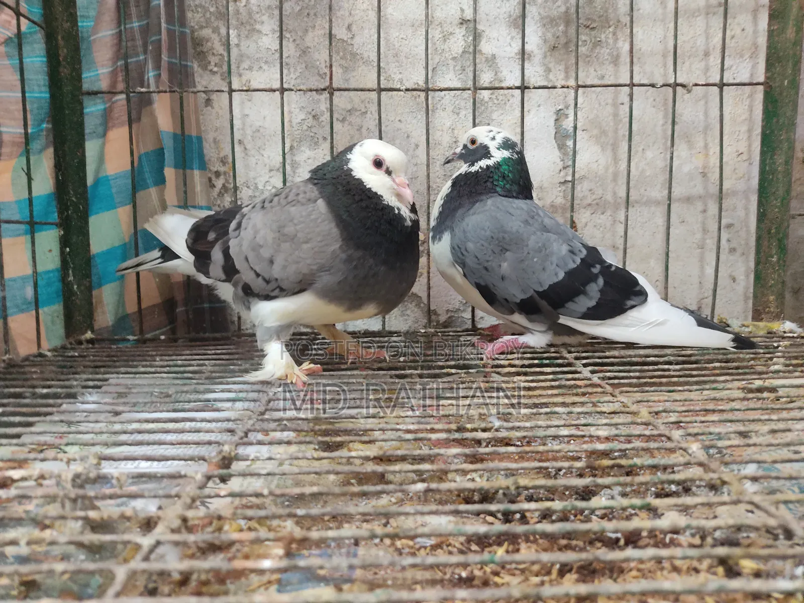Deshi Golla Pigeon Running Pair