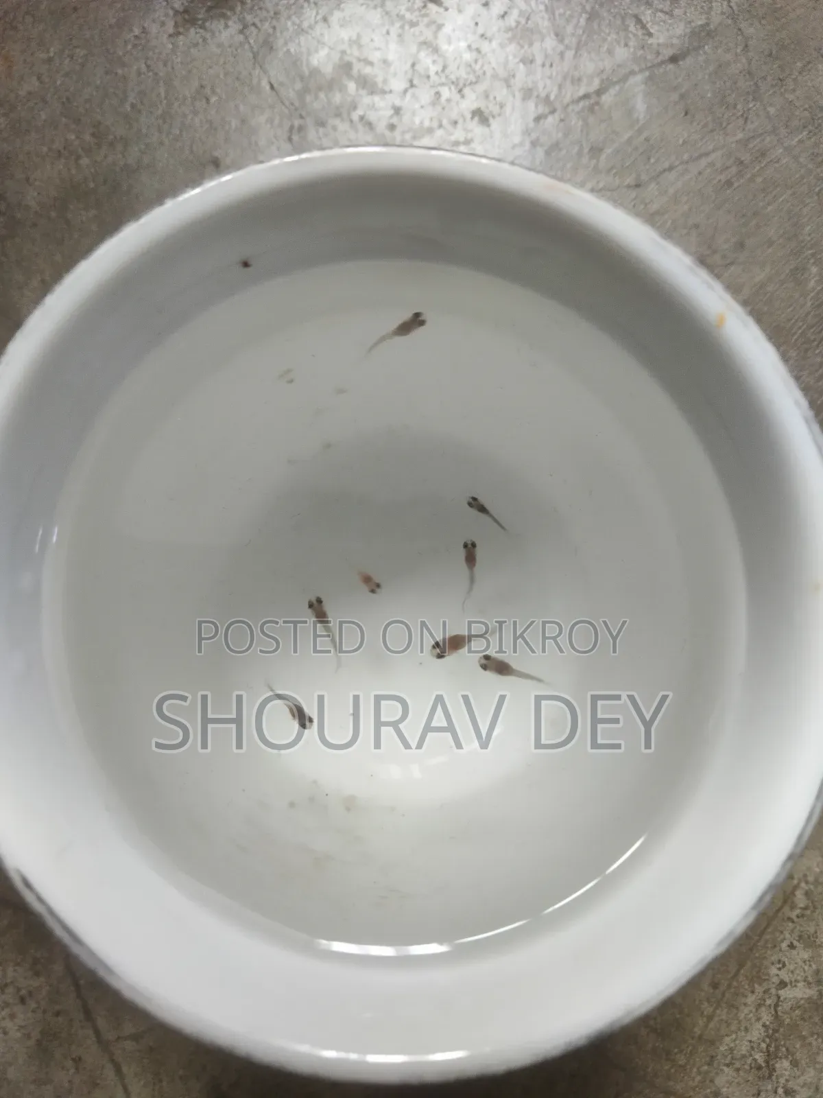Guppy Fry