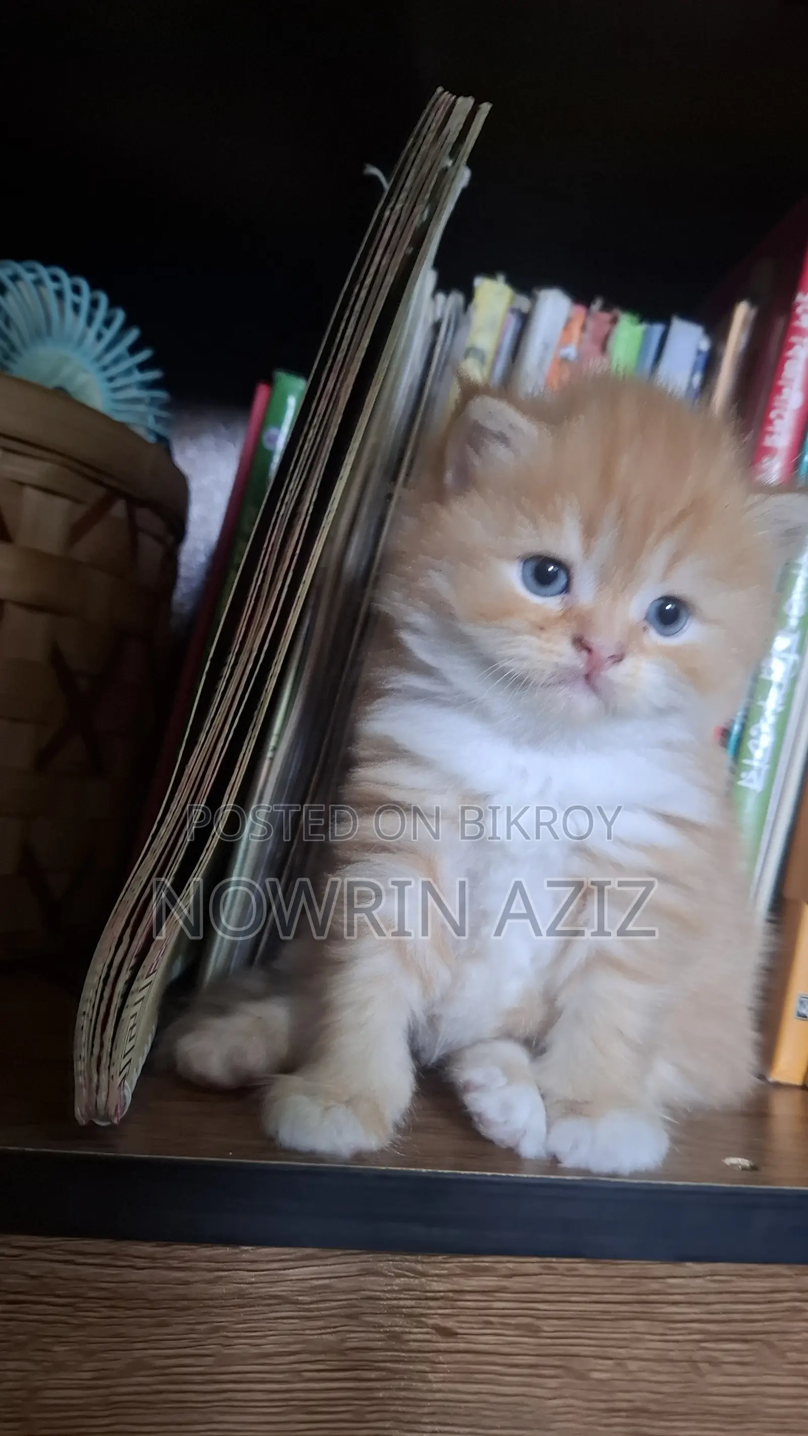 1-3 Months Male Purebred Persian Cat