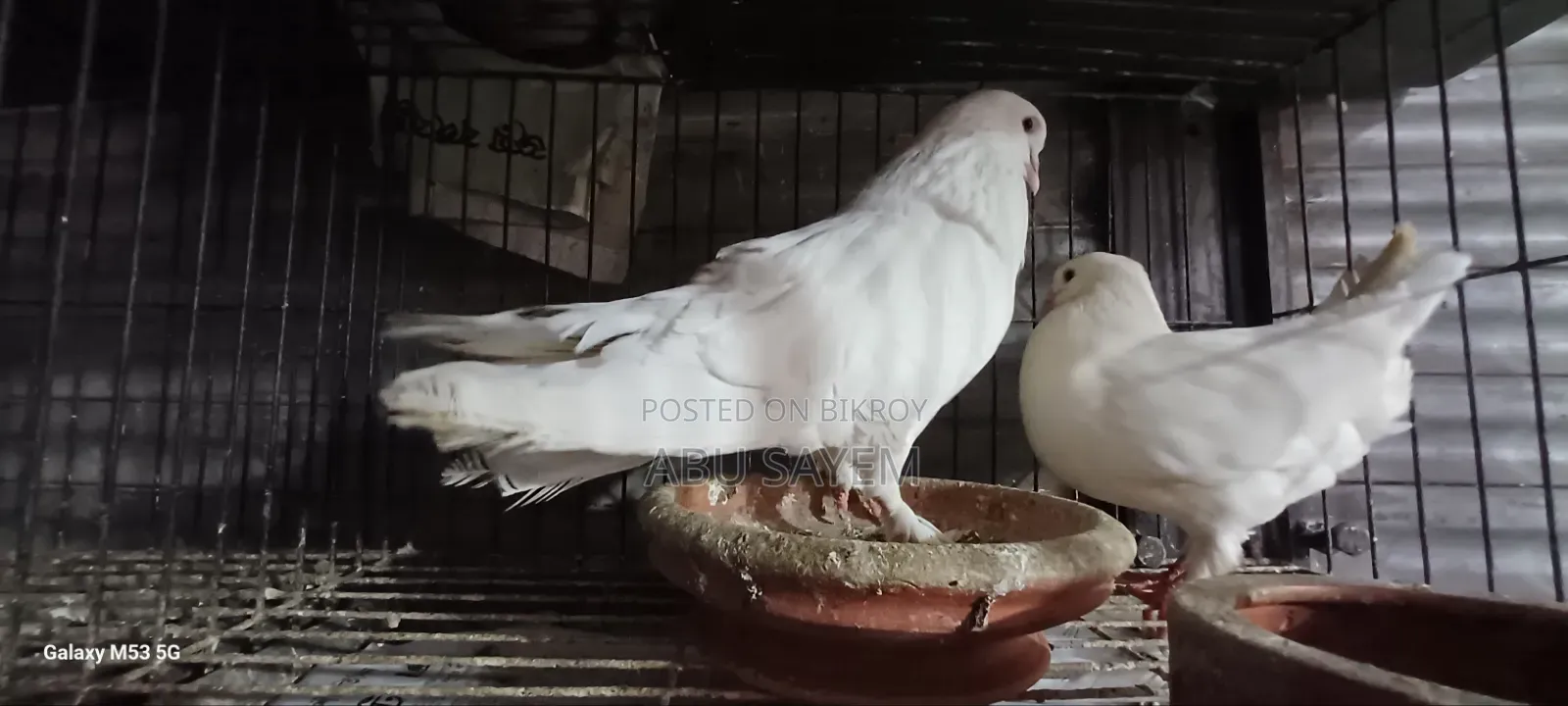 ধবধবে সাদা কিং কবুতর (Pure White King Pigeon) বিক্রয় হবে