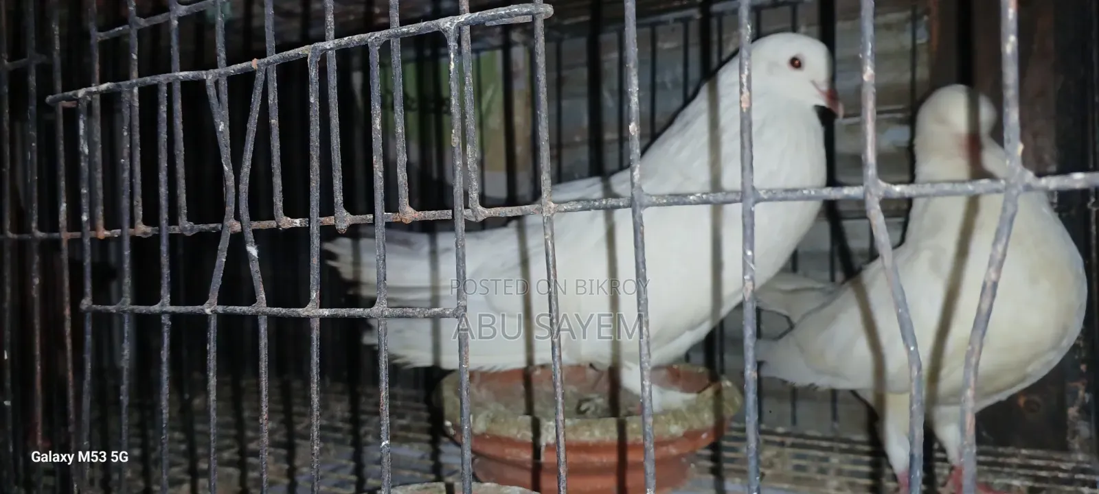 ধবধবে সাদা কিং কবুতর (Pure White King Pigeon) বিক্রয় হবে