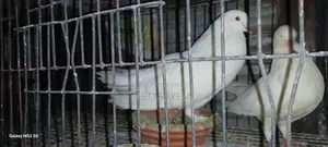 ধবধবে সাদা কিং কবুতর (Pure White King Pigeon) বিক্রয় হবে